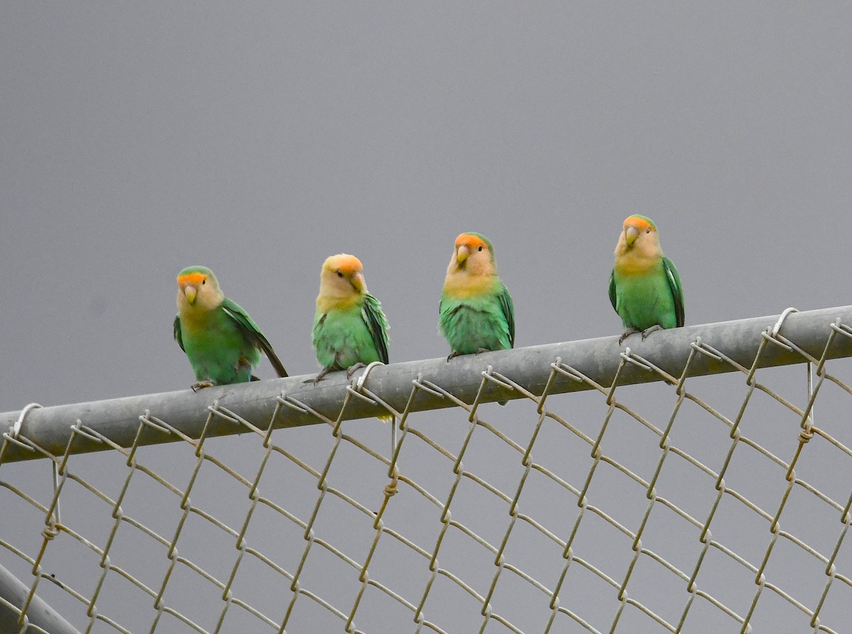 Rosy-faced Lovebird - ML644204866