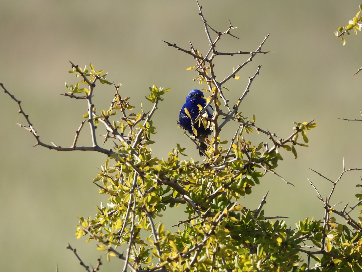 White-winged Fairywren - ML644204868