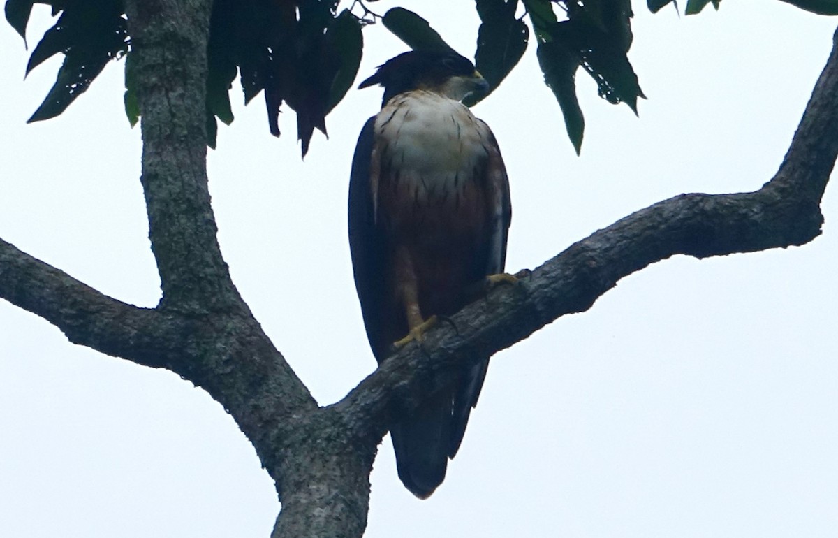 Aigle à ventre roux - ML644204869