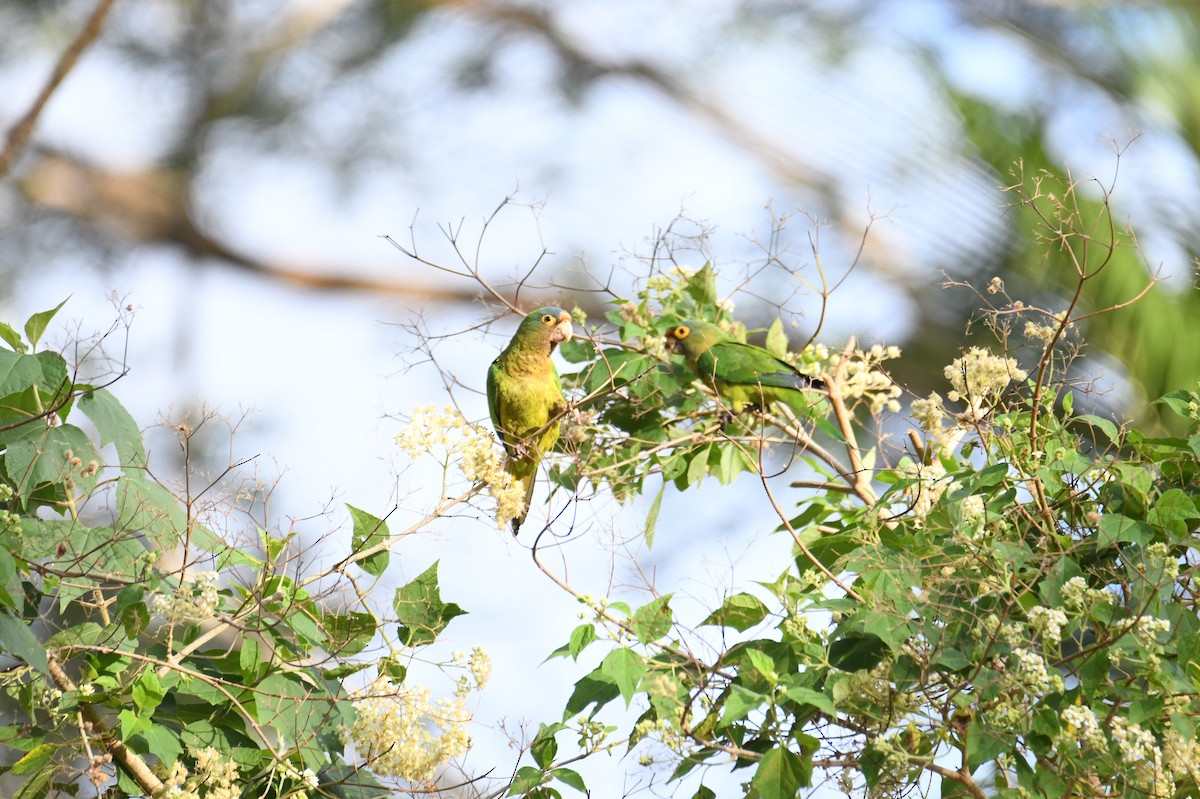 Orange-fronted Parakeet - ML644204880