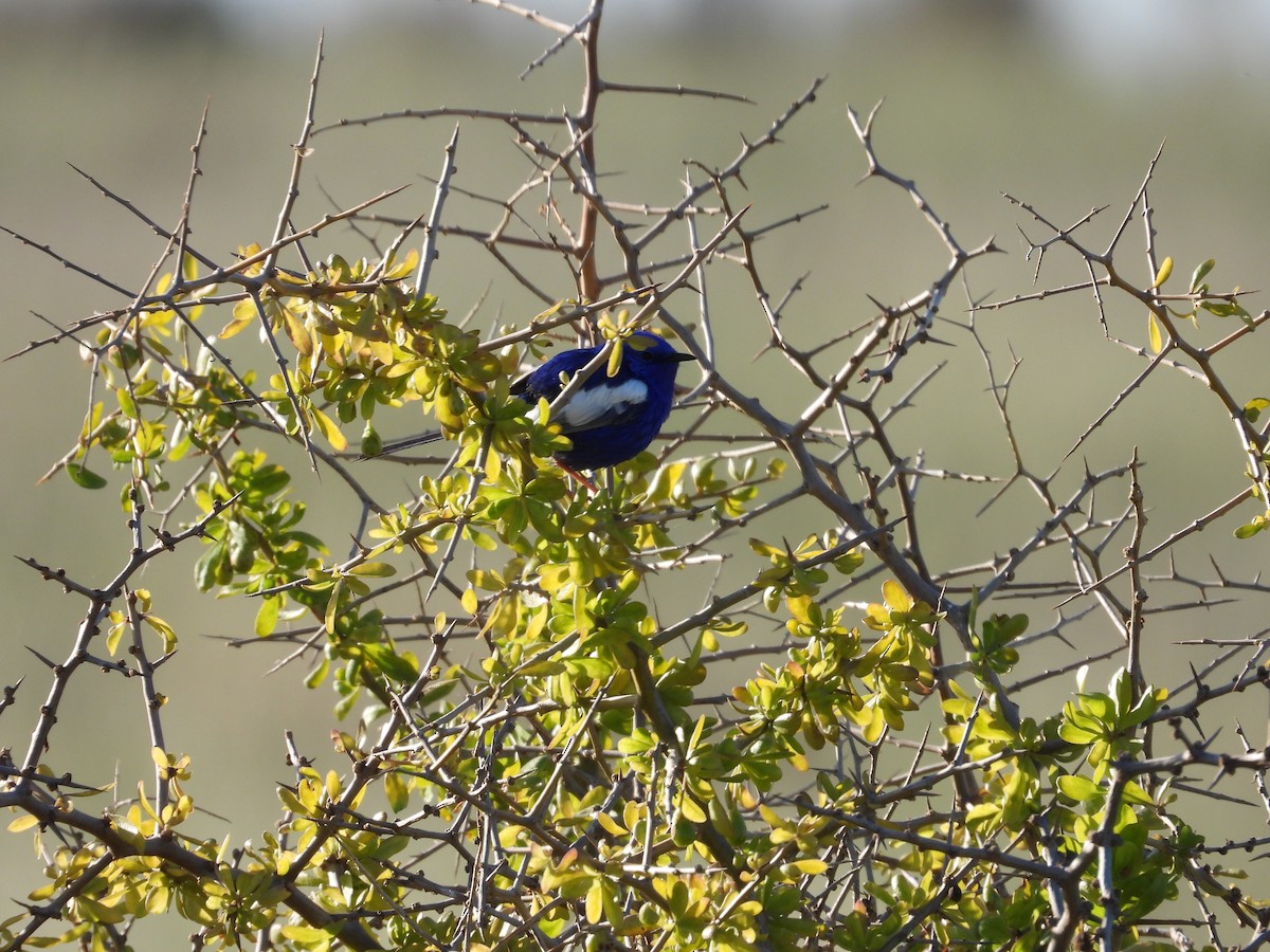 White-winged Fairywren - ML644204885