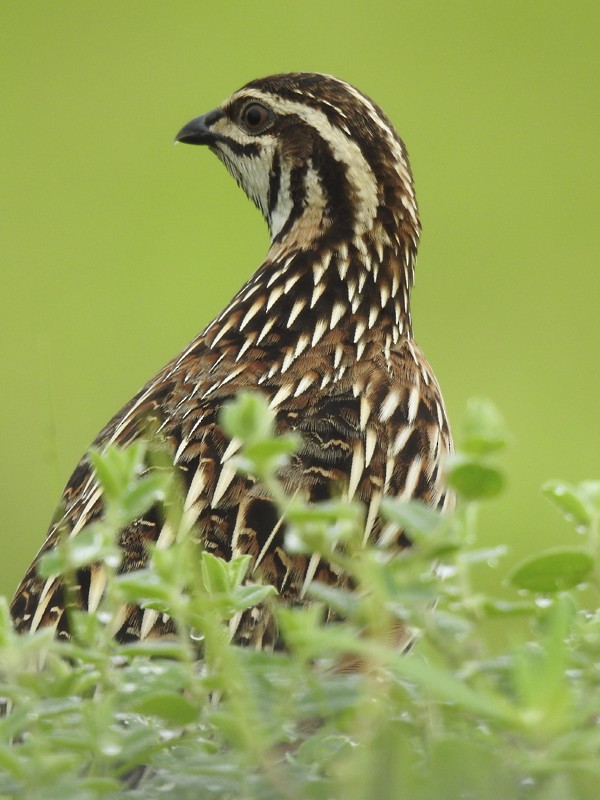 Rain Quail - ML644204898