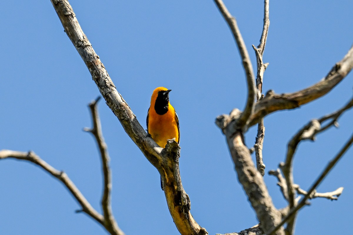 Hooded Oriole - ML644204900