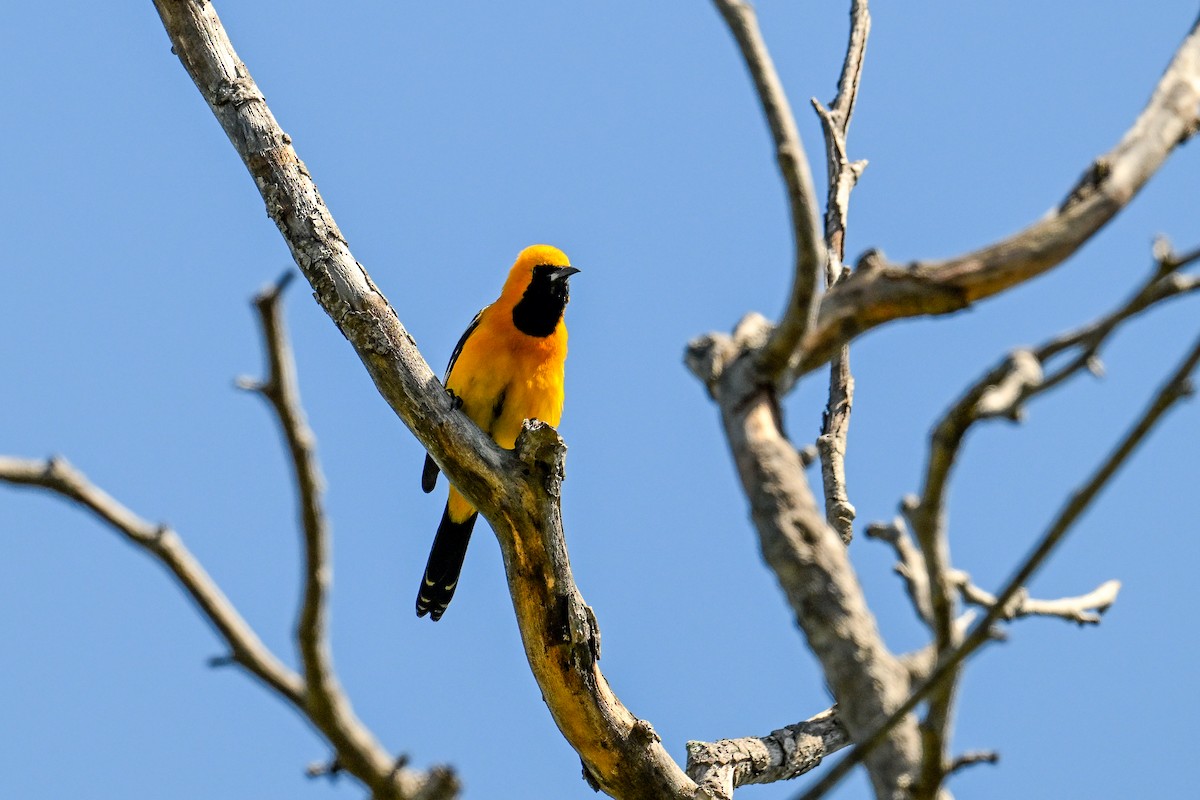 Hooded Oriole - ML644204907