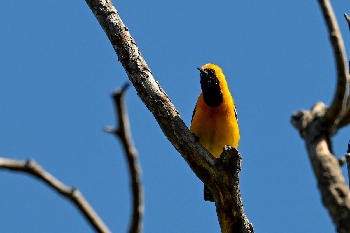 Hooded Oriole - ML644204908