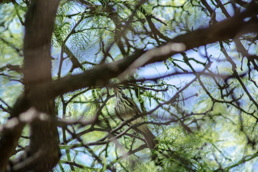 Streaked Flycatcher - ML644204919