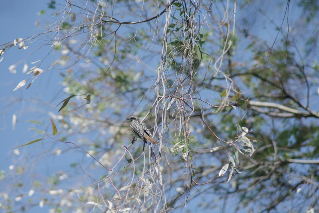 Streaked Flycatcher - ML644204922