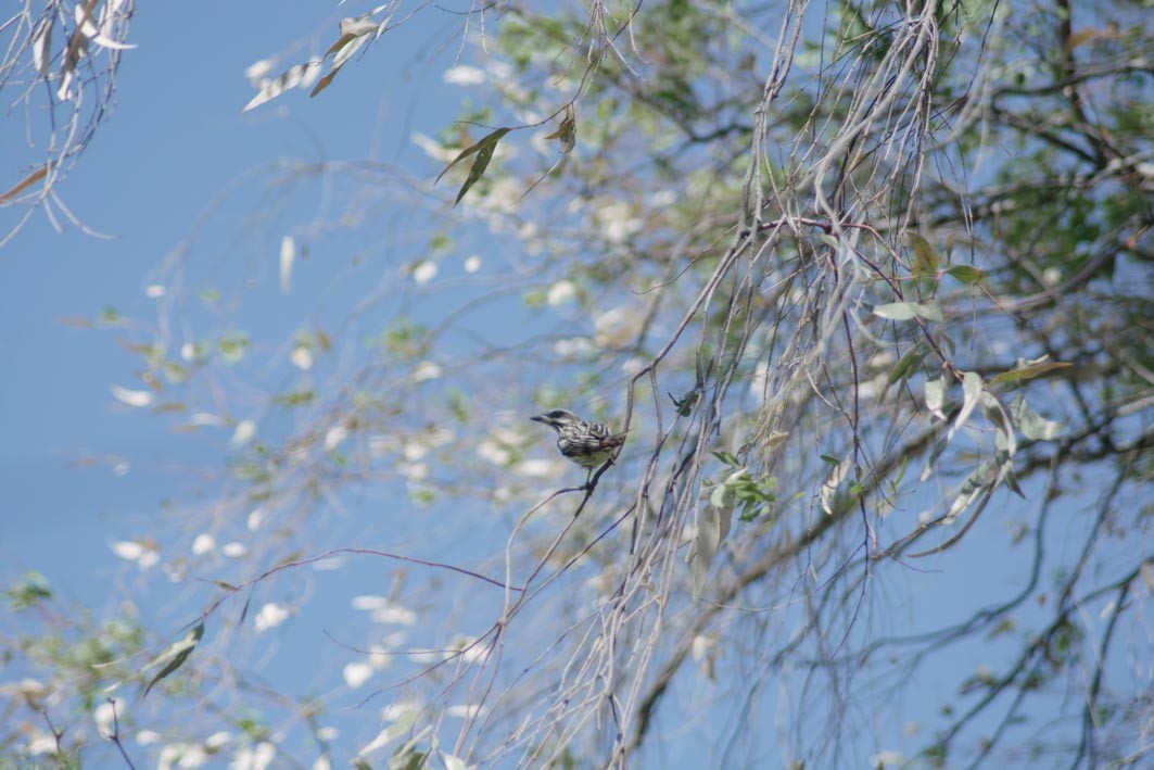 Streaked Flycatcher - ML644204923