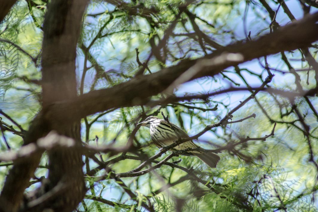 Streaked Flycatcher - ML644204924