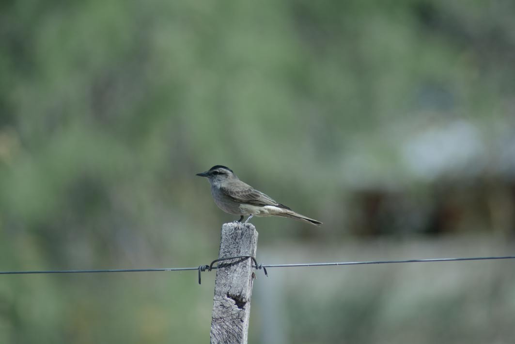 Crowned Slaty Flycatcher - ML644204934