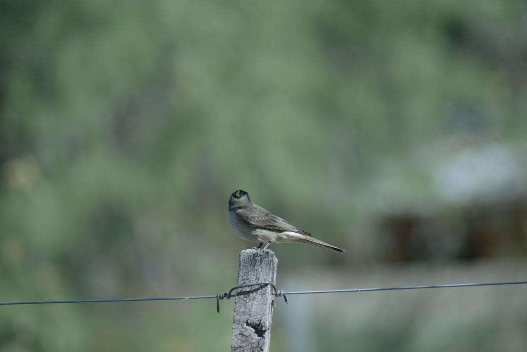Crowned Slaty Flycatcher - ML644204935
