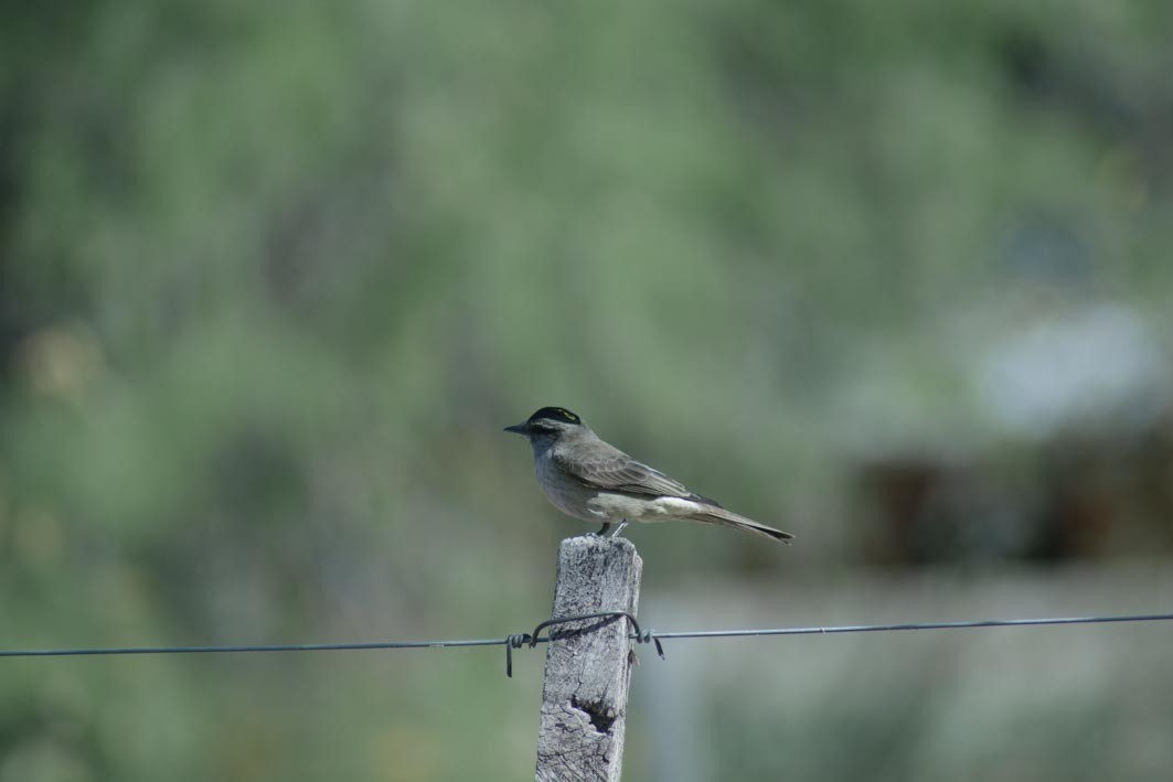 Crowned Slaty Flycatcher - ML644204936