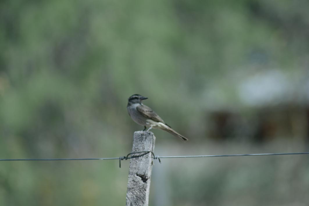 Crowned Slaty Flycatcher - ML644204937
