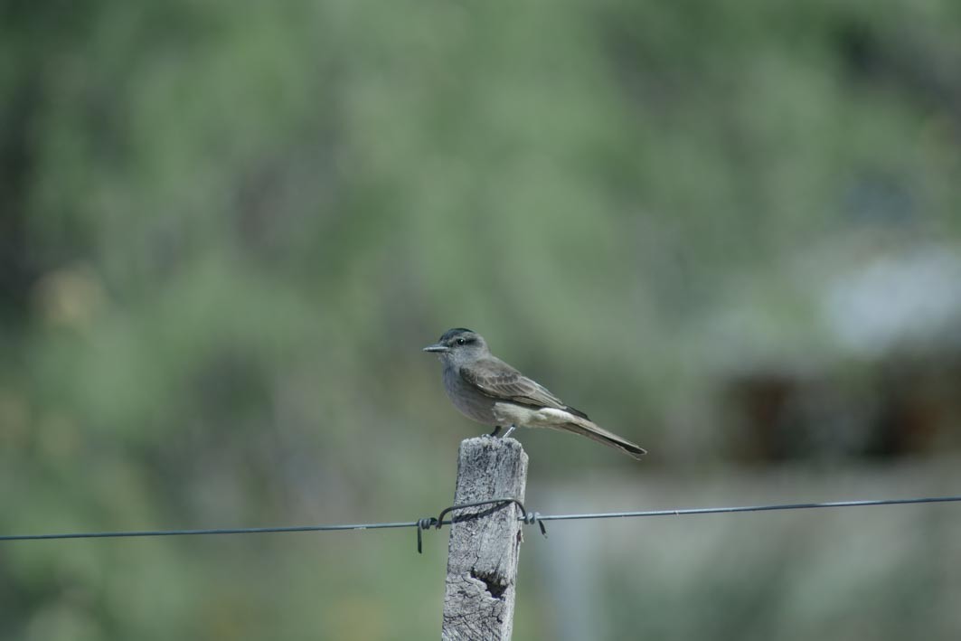 Crowned Slaty Flycatcher - ML644204938