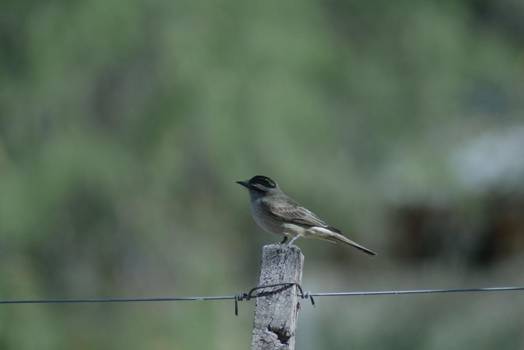 Crowned Slaty Flycatcher - ML644204939