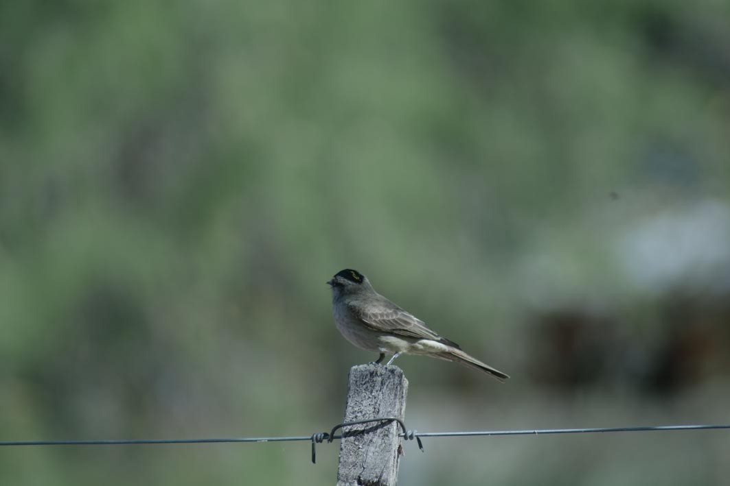Crowned Slaty Flycatcher - ML644204940