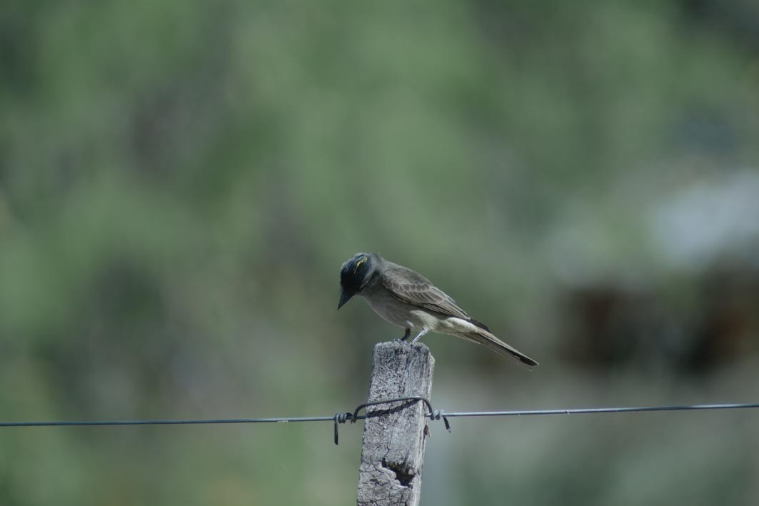 Crowned Slaty Flycatcher - ML644204941
