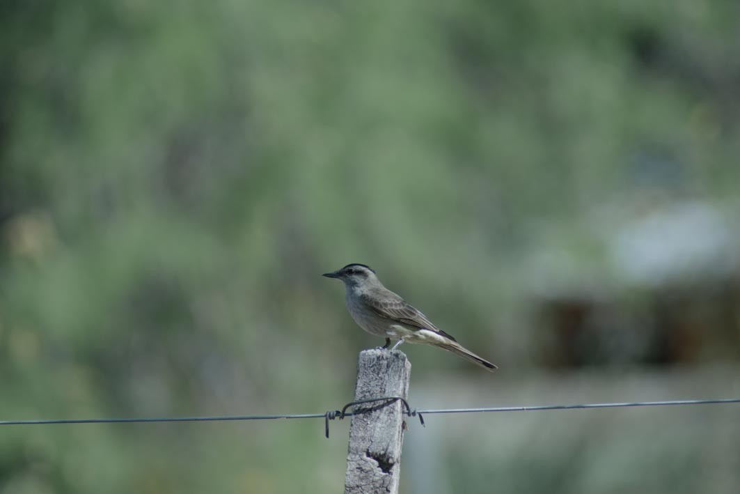 Crowned Slaty Flycatcher - ML644204942