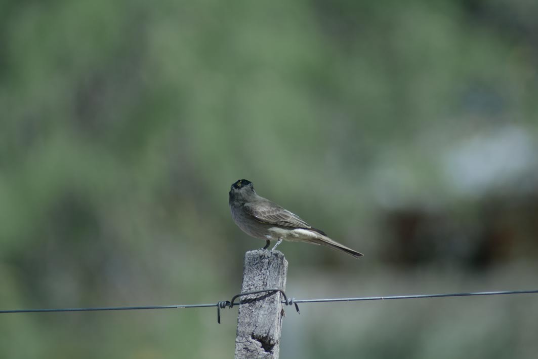 Crowned Slaty Flycatcher - ML644204943