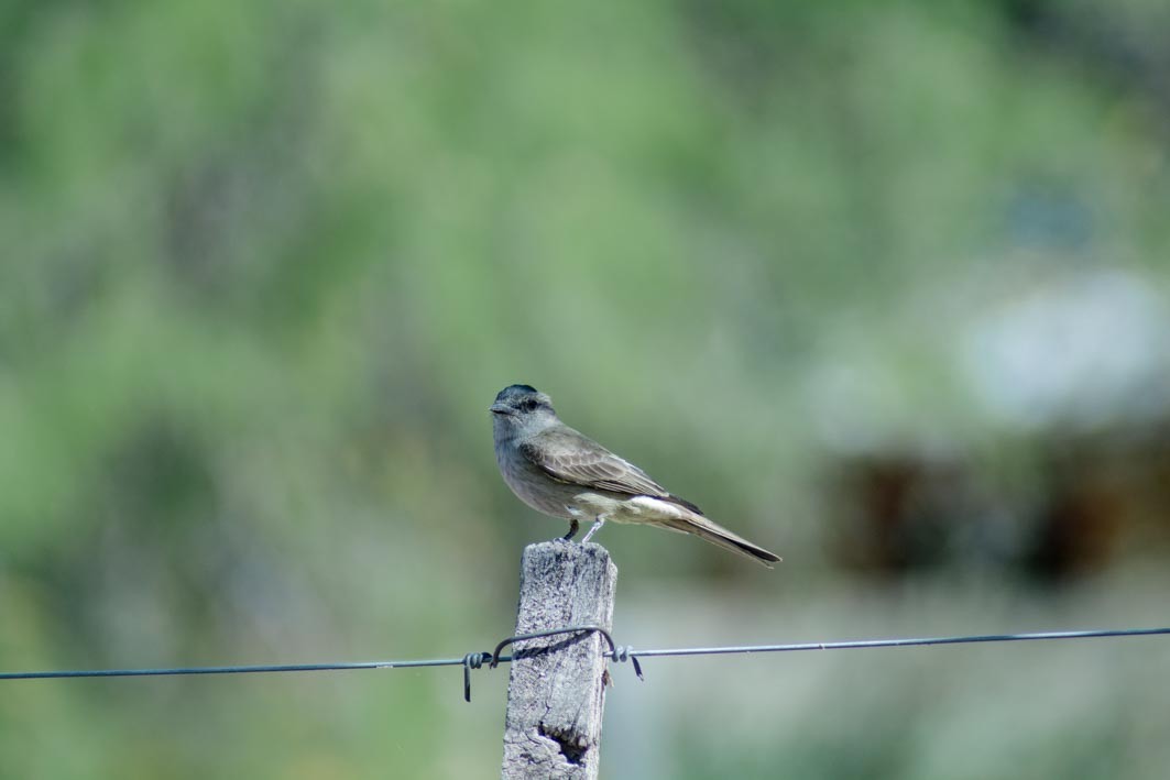 Crowned Slaty Flycatcher - ML644204944