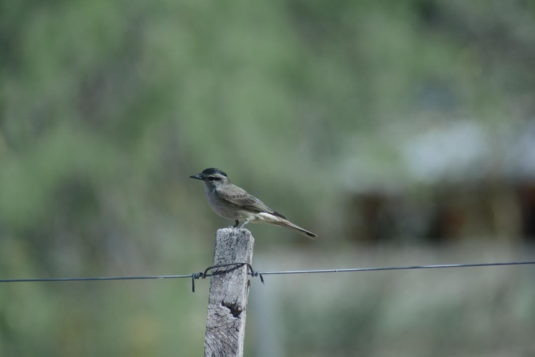 Crowned Slaty Flycatcher - ML644204945