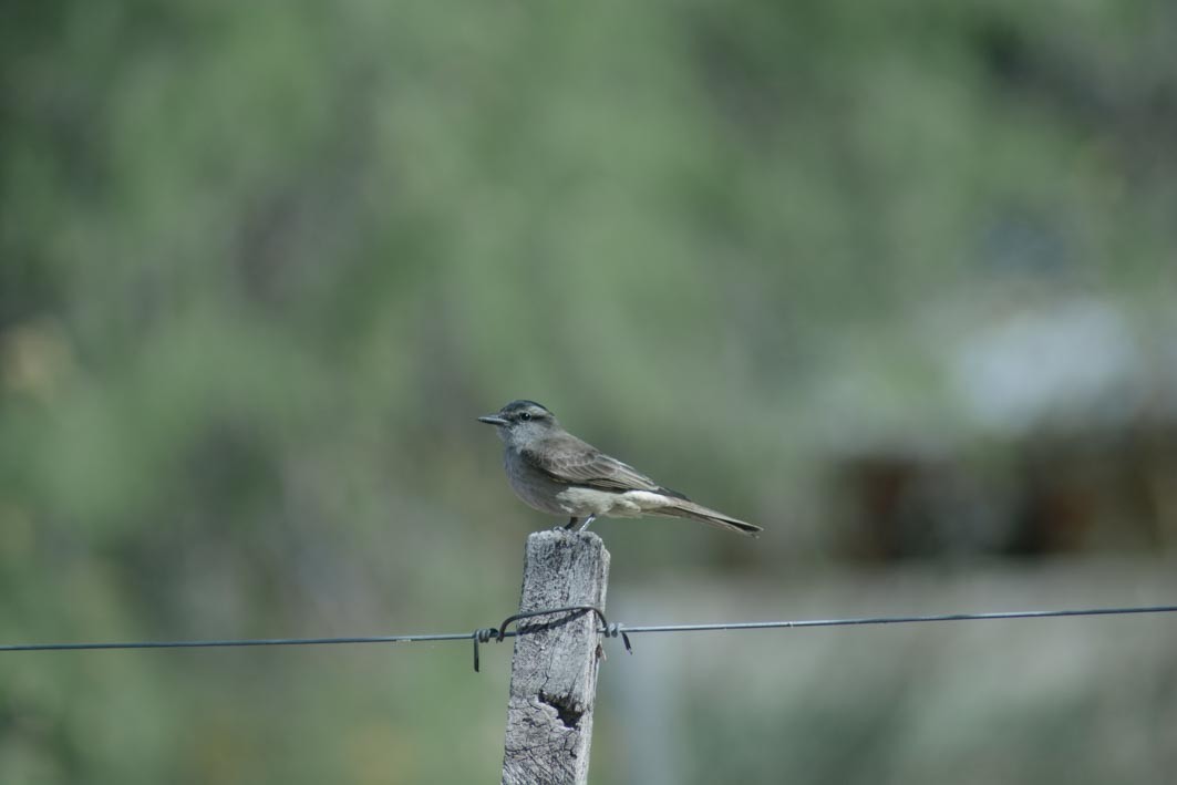 Crowned Slaty Flycatcher - ML644204946