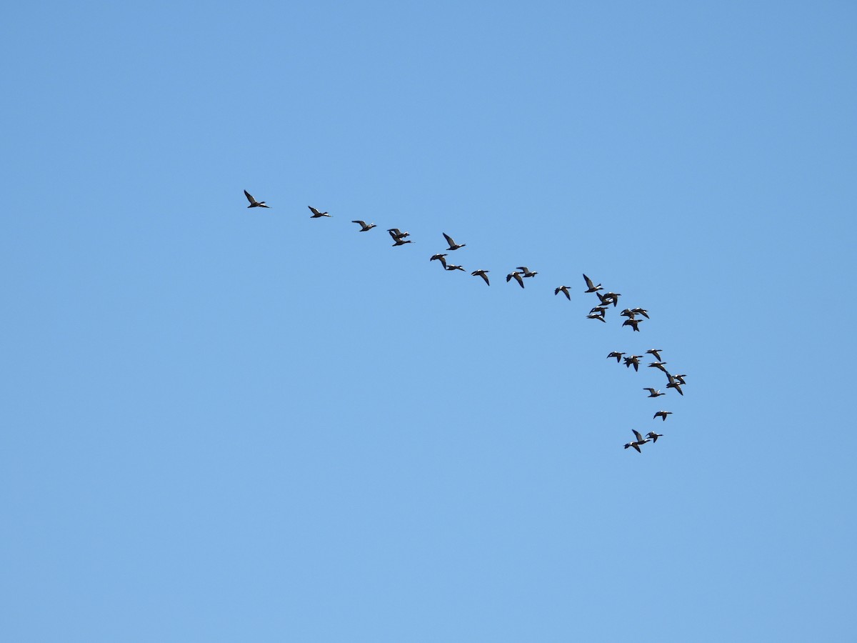 Tadorne d'Australie - ML644204952