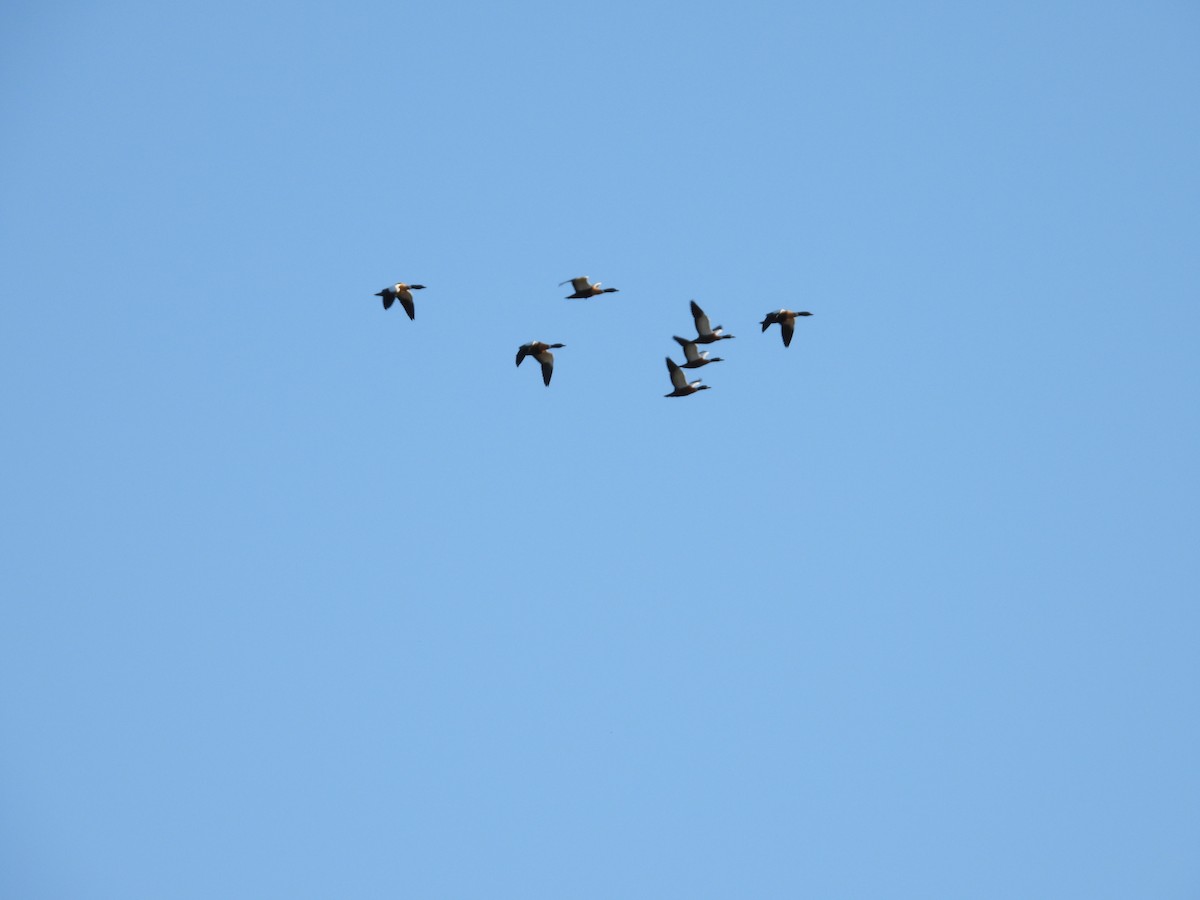 Tadorne d'Australie - ML644204958