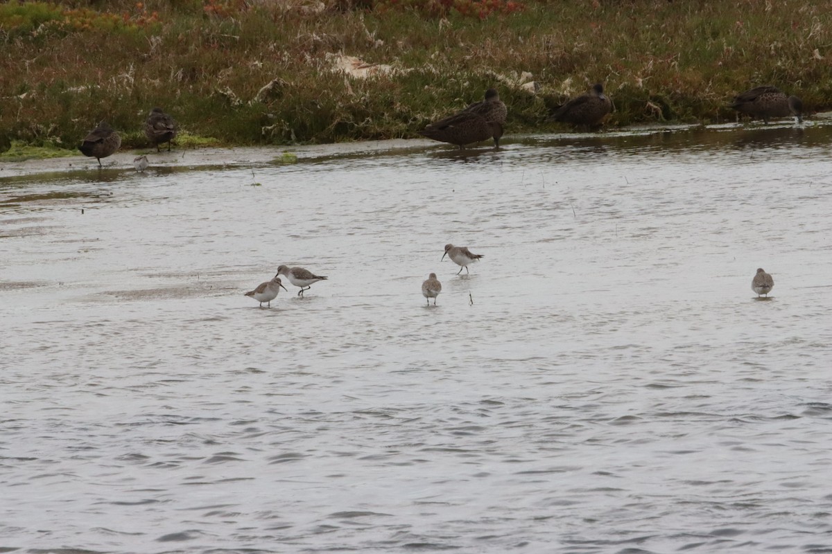 Сүүл элсэг - ML644204959