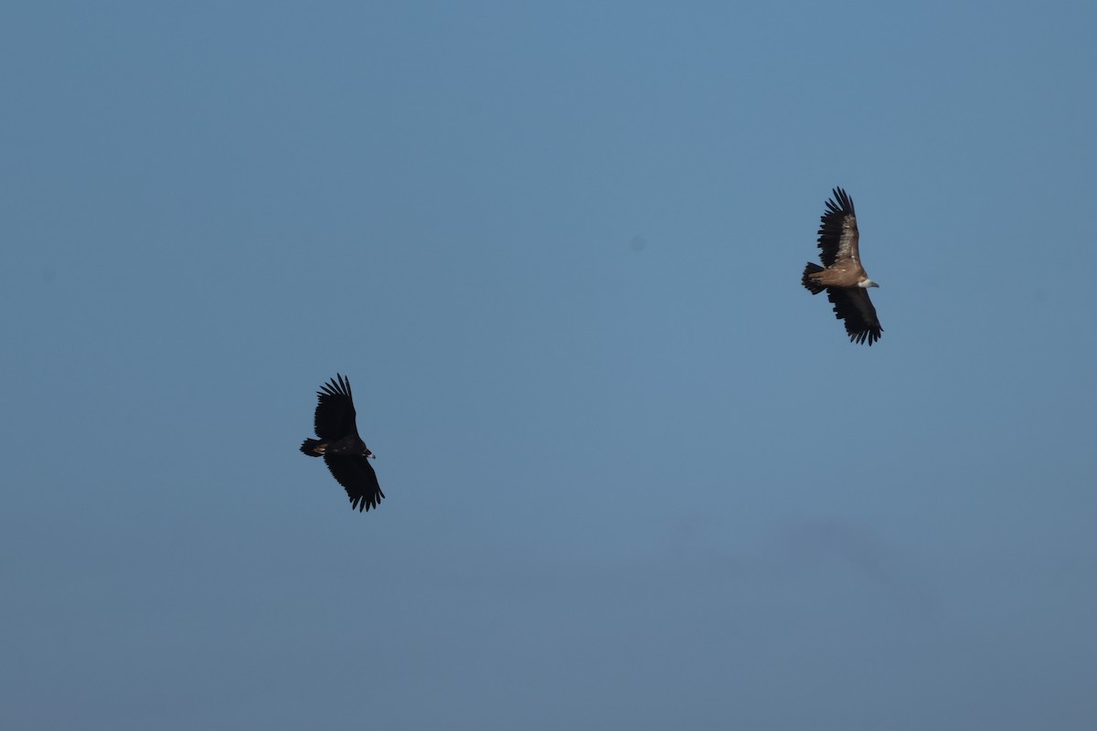 Cinereous Vulture - ML644204966