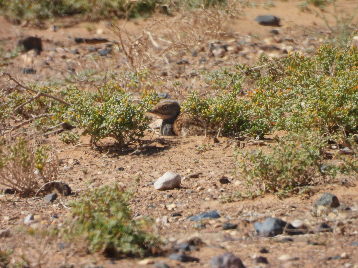 Saharakragentrappe - ML644204970