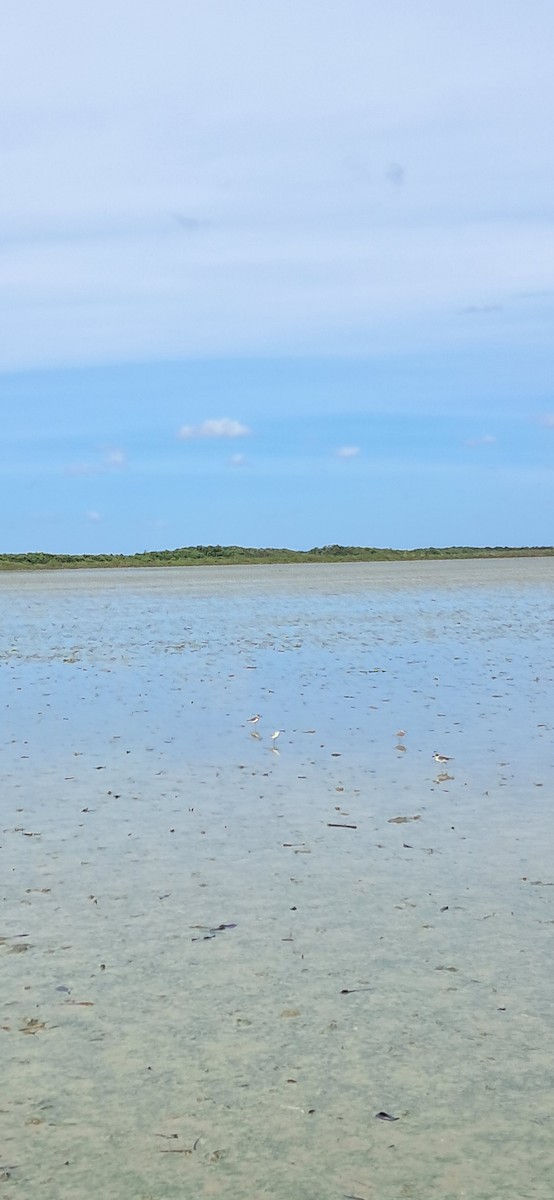 Snowy Plover - ML644204971