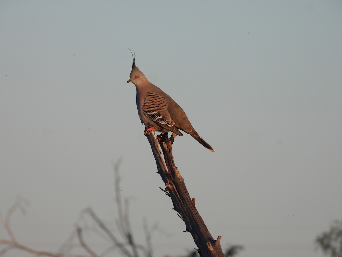 Spitzschopftaube - ML644204976