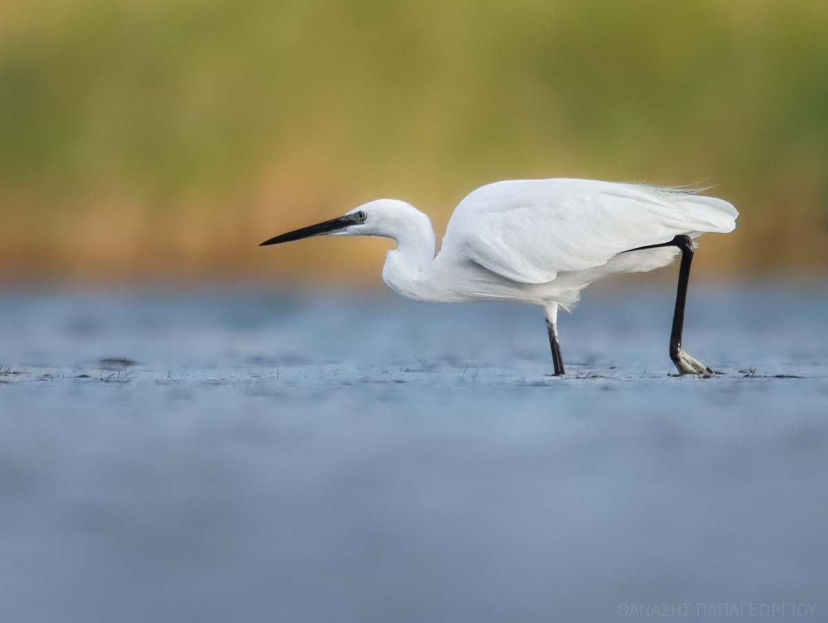 Little Egret - ML644204985