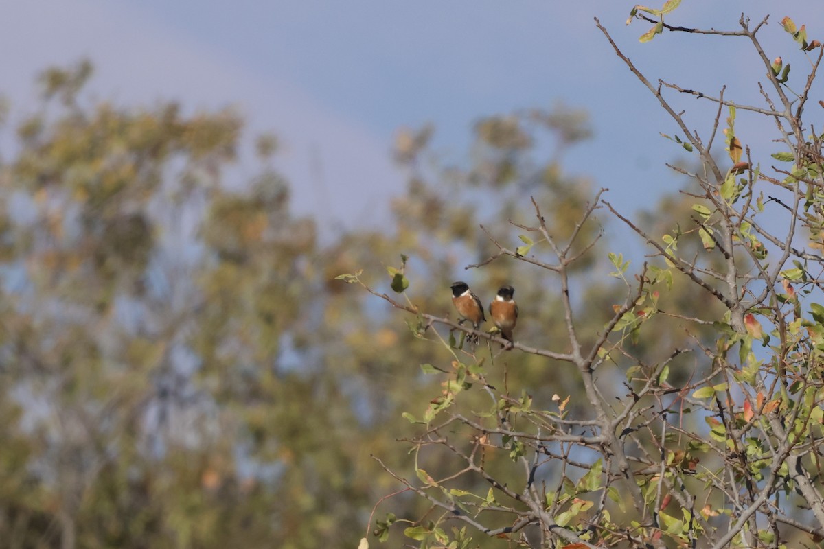 European Stonechat - ML644204987
