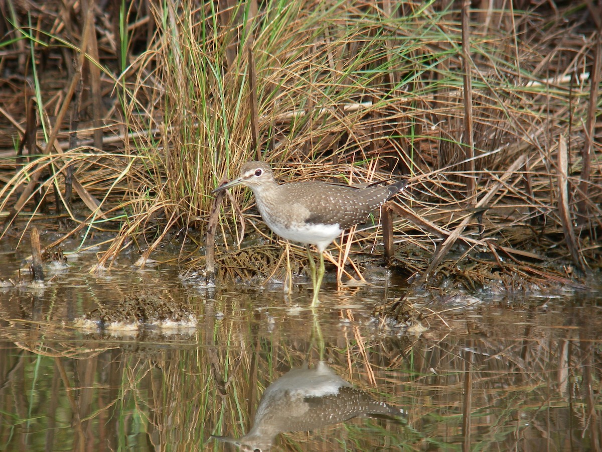 Solitary Sandpiper - ML644205005