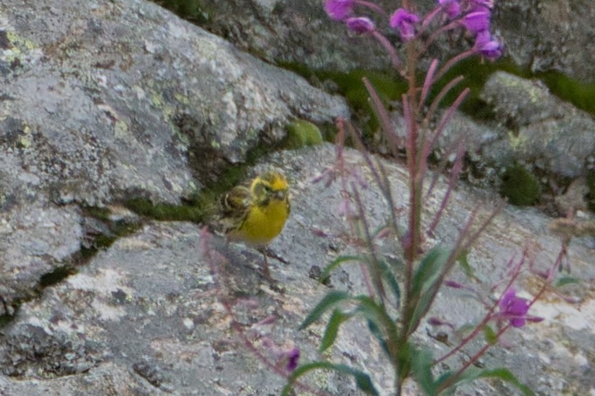 Verzellino - ML644205051