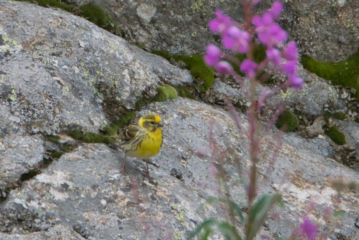 Verzellino - ML644205052