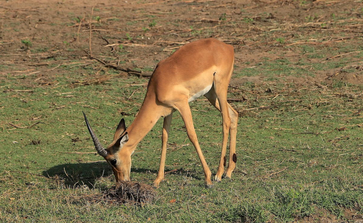 Impala - ML644205055
