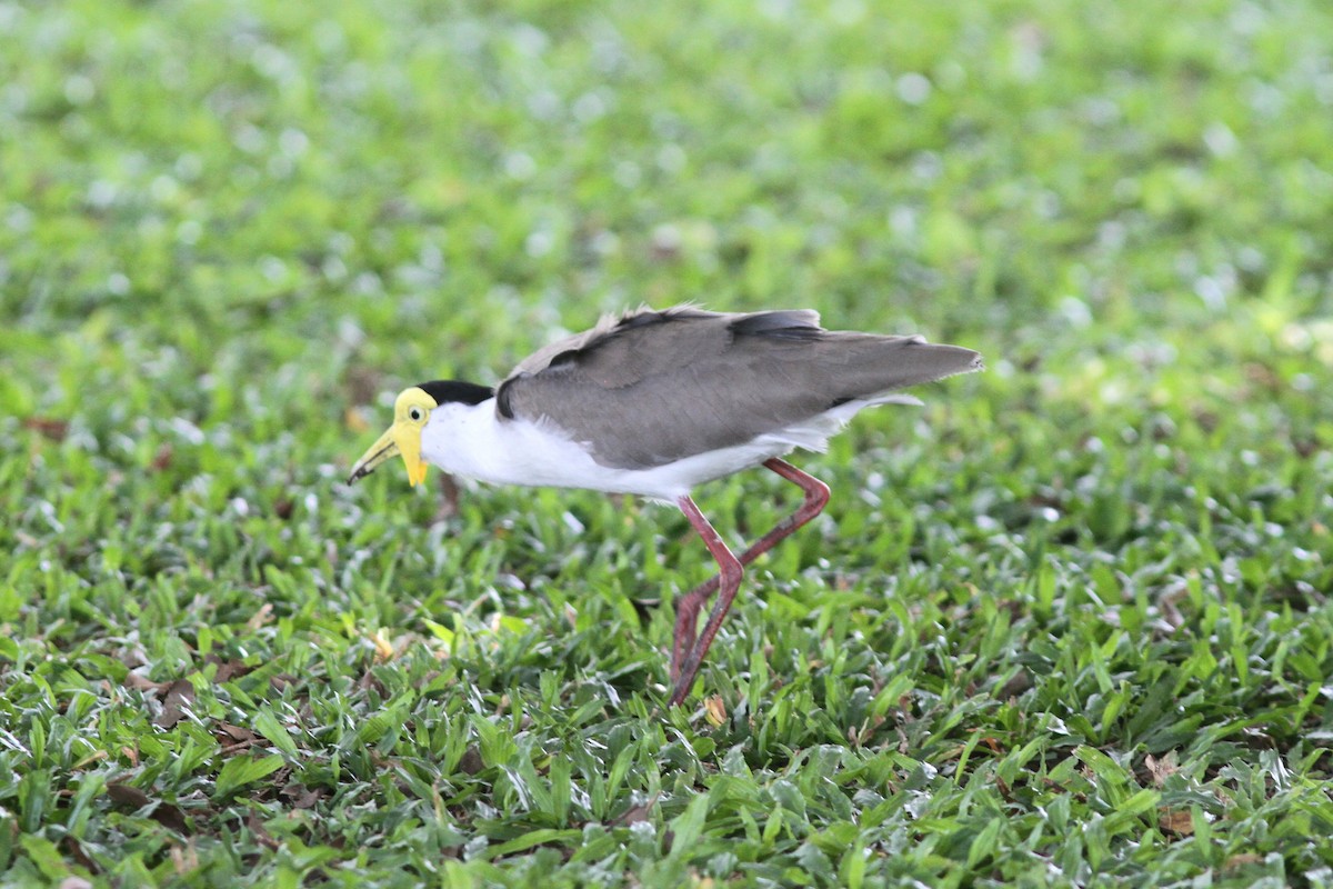 Masked Lapwing - ML644205086