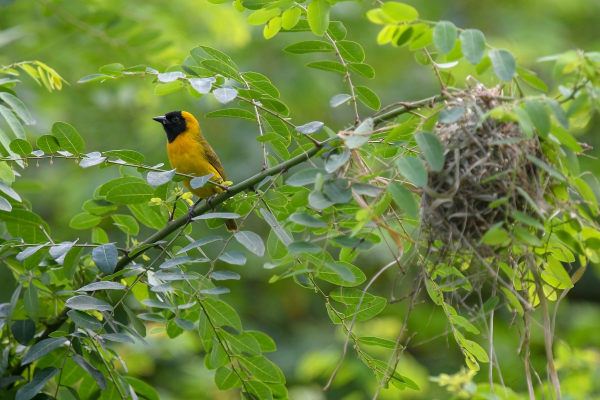 Slender-billed Weaver - ML644205088