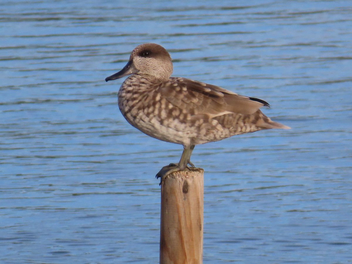 Marbled Duck - ML644205099