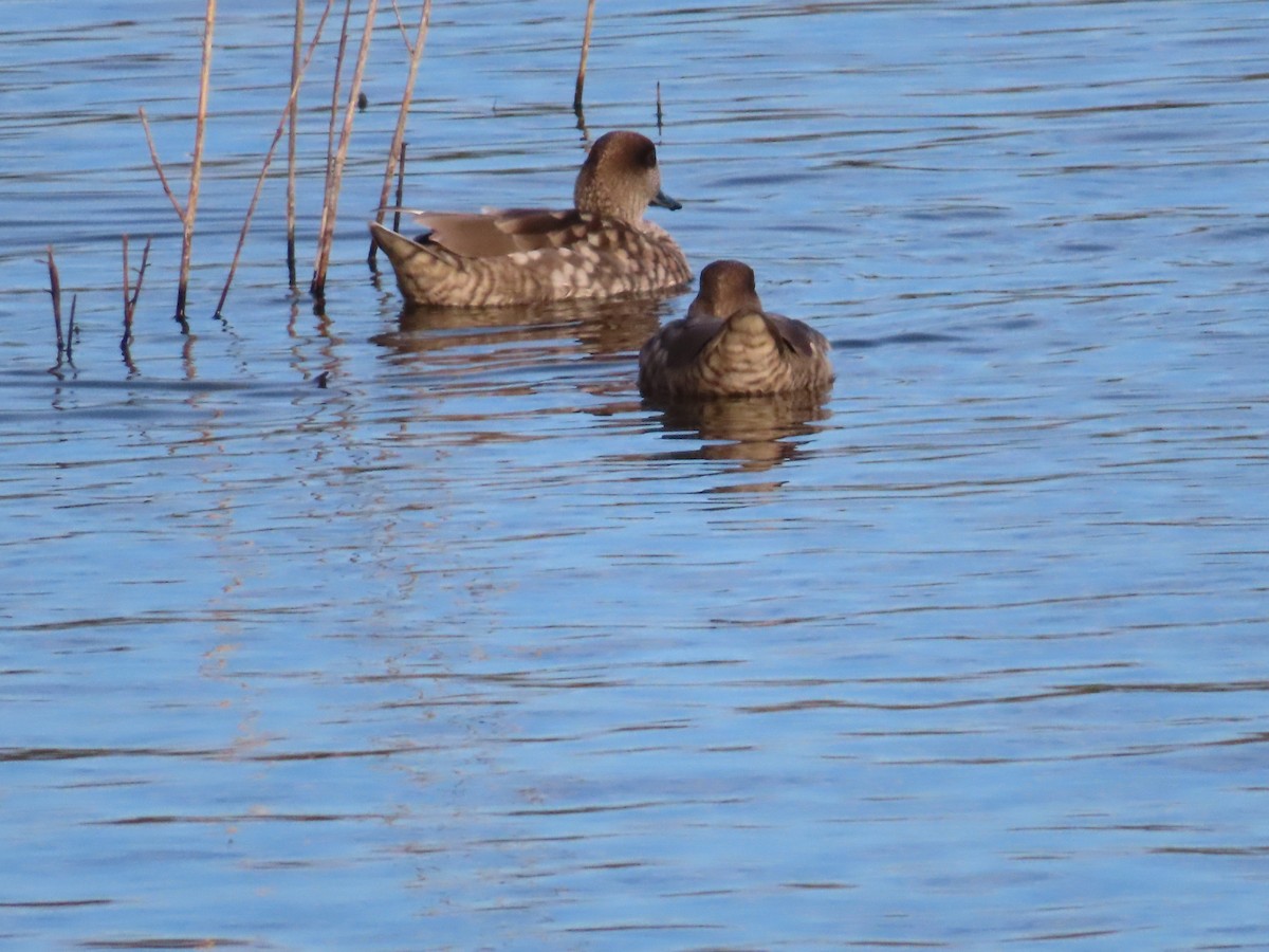 Marbled Duck - ML644205107