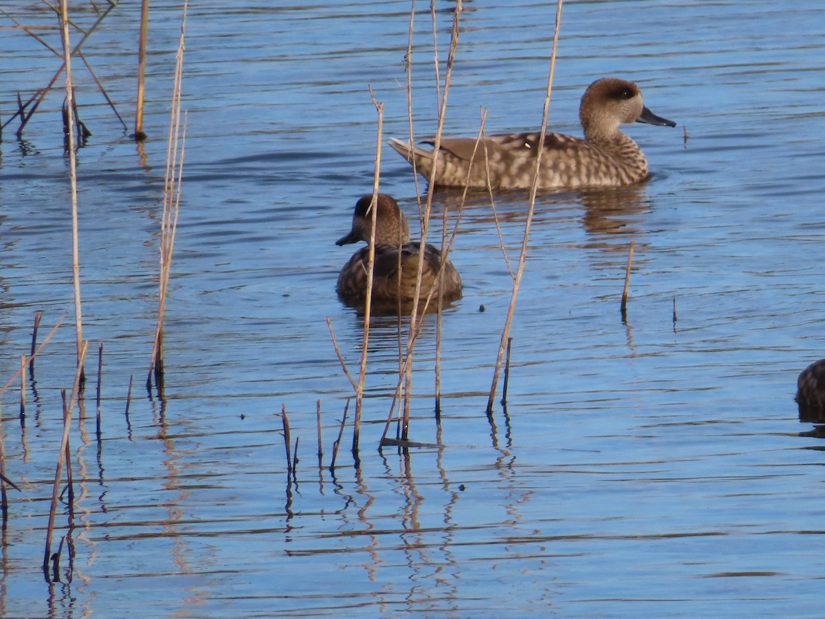 Marbled Duck - ML644205109