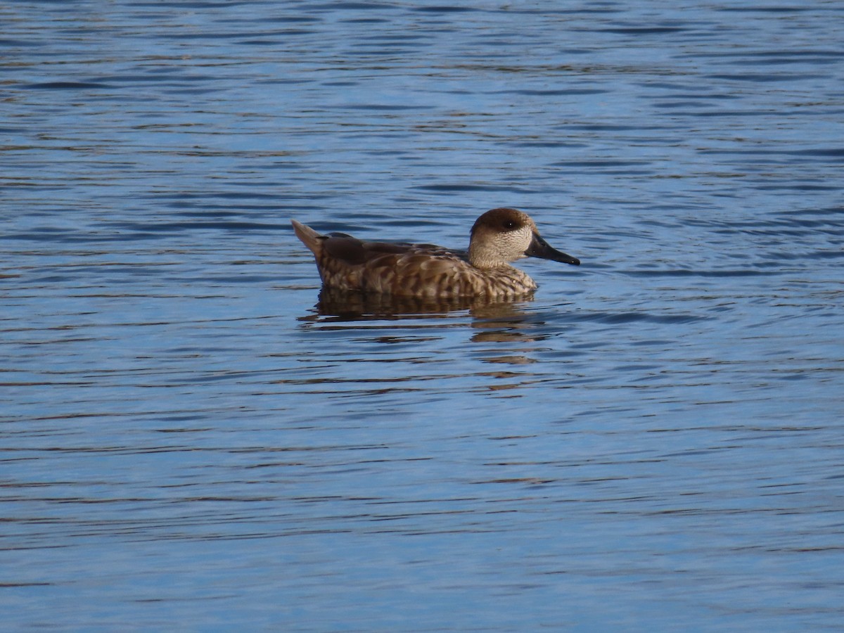 Marbled Duck - ML644205111