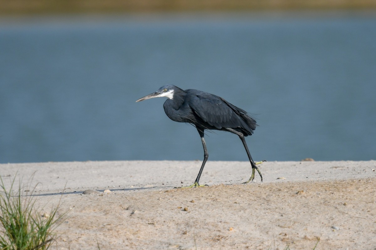 Western Reef-Heron (Western) - ML644205120