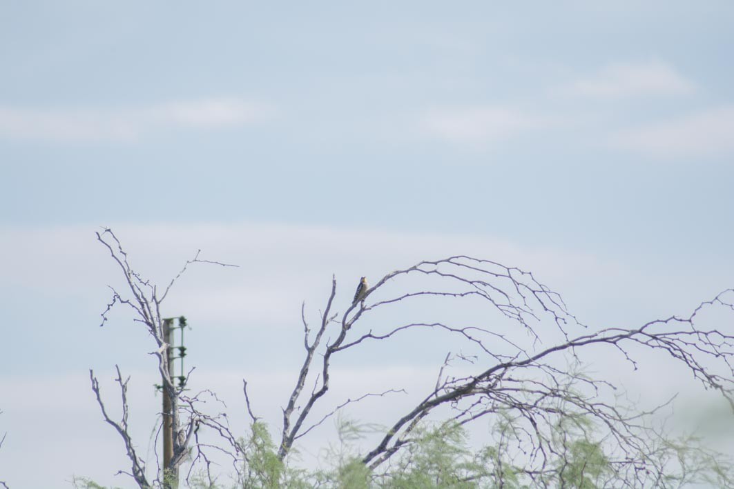 White-fronted Woodpecker - ML644205124