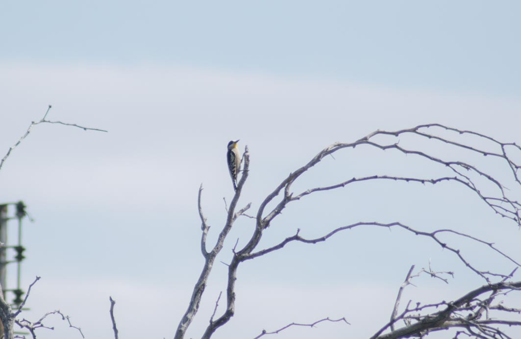 White-fronted Woodpecker - ML644205125