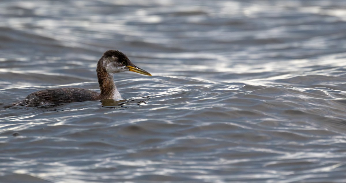 Red-necked Grebe - ML644205126