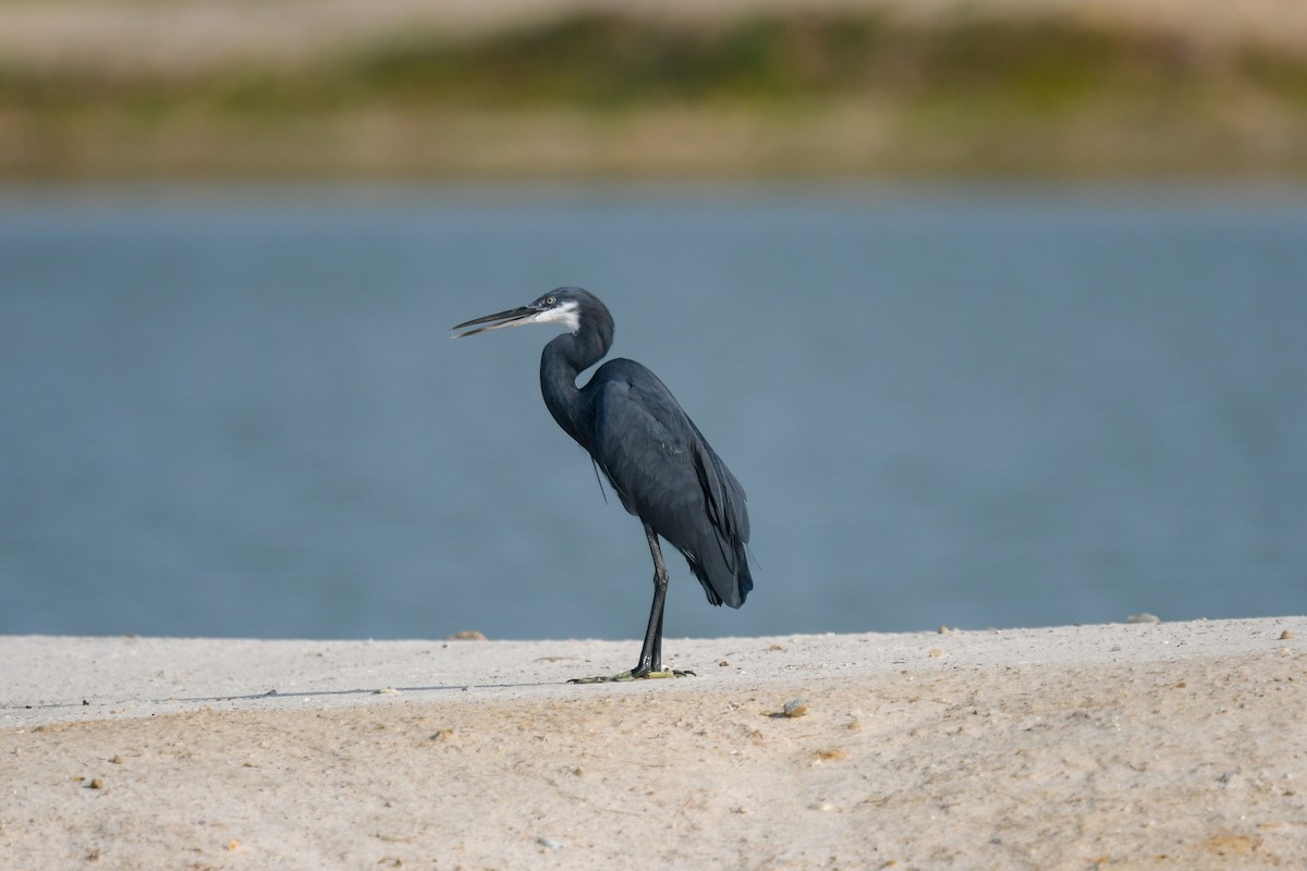 Western Reef-Heron (Western) - ML644205141
